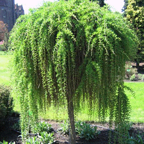      Larix decidua Pendula